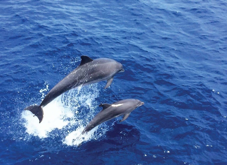 Picture 2 for Activity Mallorca: 2-Hour Dolphin Watching Cruise & Glass-Bottom Boat