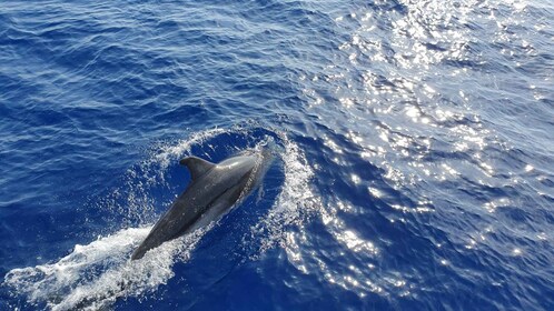 Mallorca : 2 heures d'observation des dauphins croisière et bateau à fond d...