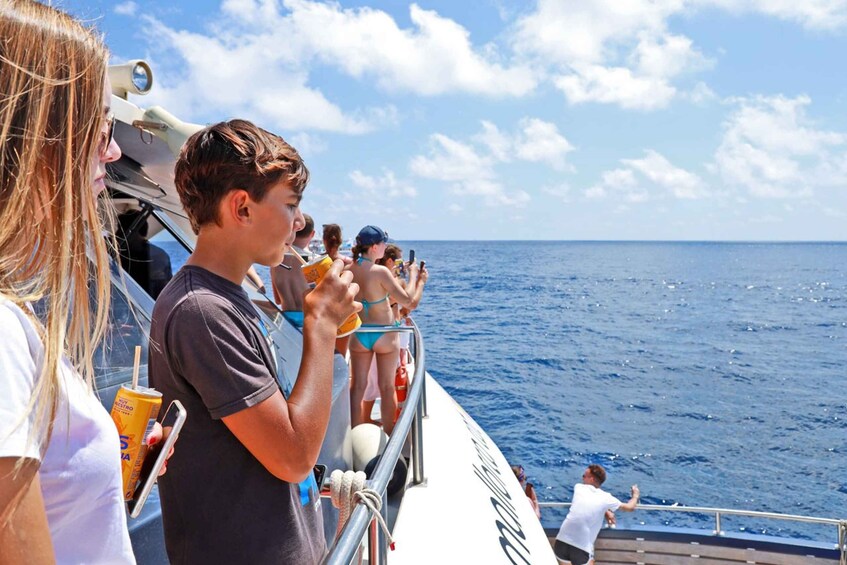 Picture 3 for Activity Mallorca: 2-Hour Dolphin Watching Cruise & Glass-Bottom Boat