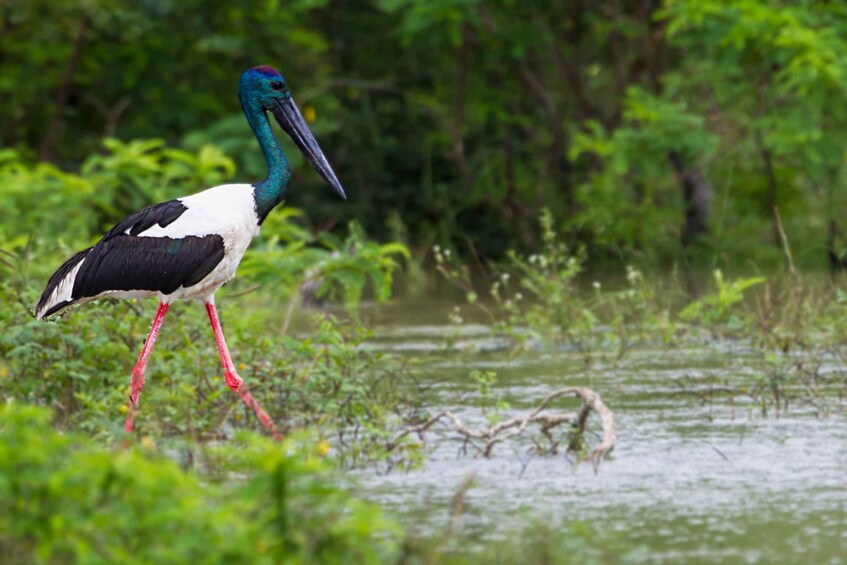 Picture 5 for Activity From Tangalle/Hiriketiya: Shuttle to Ella with Yala Safari