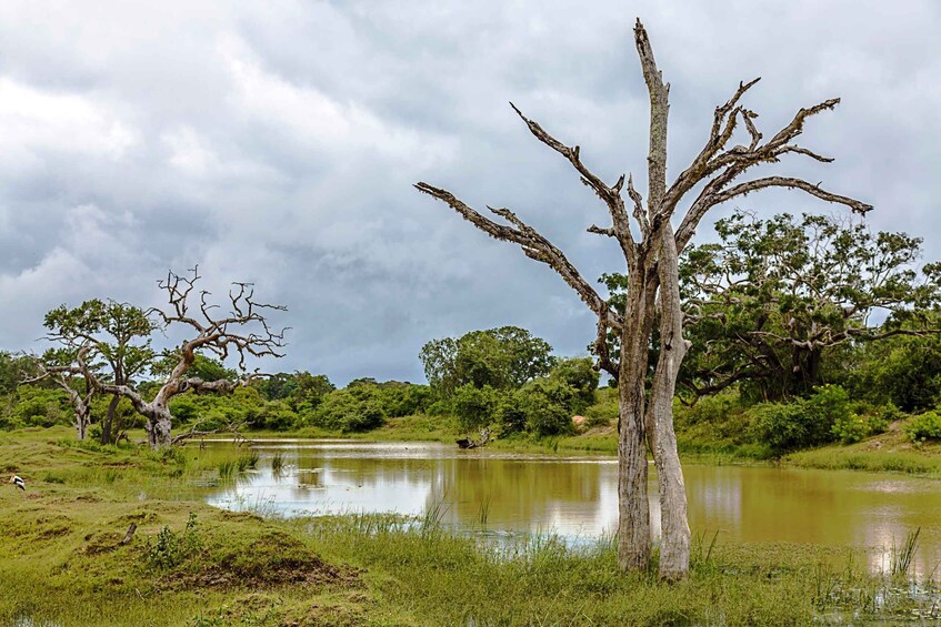 Picture 12 for Activity From Tangalle/Hiriketiya: Shuttle to Ella with Yala Safari