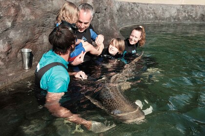 Pase de entrada a Irukandji y Encuentro con tiburones cebra