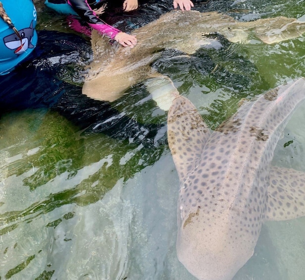 Picture 1 for Activity New South Wales: Zebra Shark Encounter