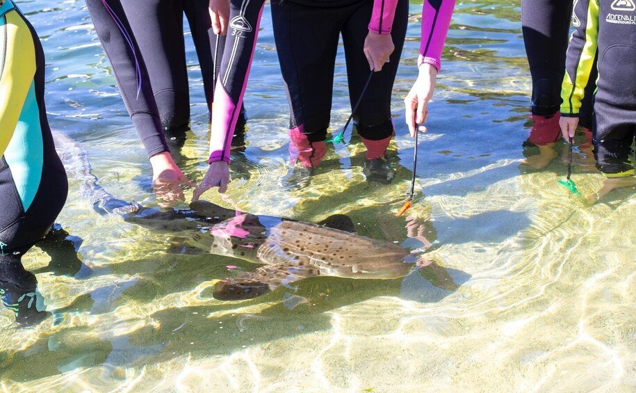 Picture 3 for Activity Irukandji Entry Pass & Zebra Shark Encounter