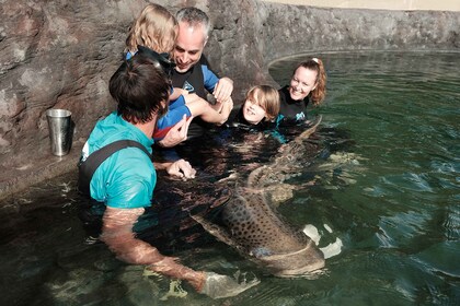 Pase de entrada y encuentro con tiburones cebra