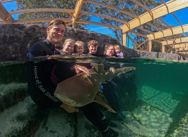 Anna Bay: Irukandji Entry Pass with Zebra Shark Encounter