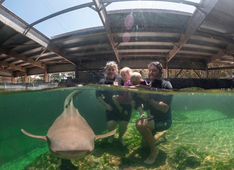 Picture 2 for Activity Anna Bay: Irukandji Entry Pass with Zebra Shark Encounter