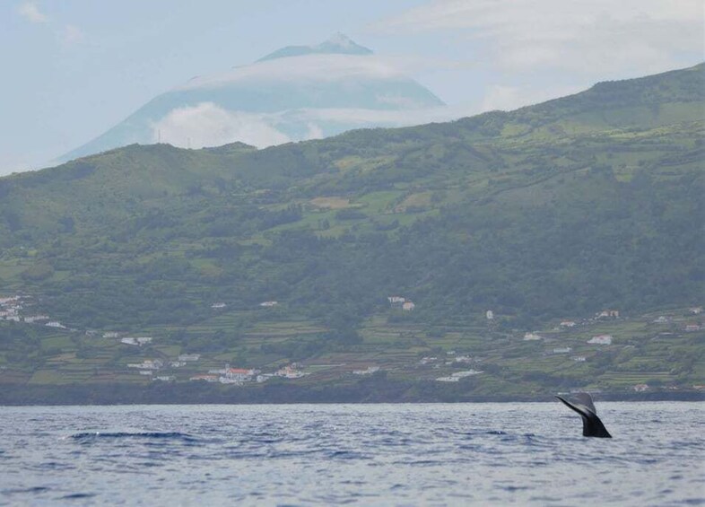 Picture 1 for Activity Pico Island: Whale Watching Boat Tour with Biologist Guides