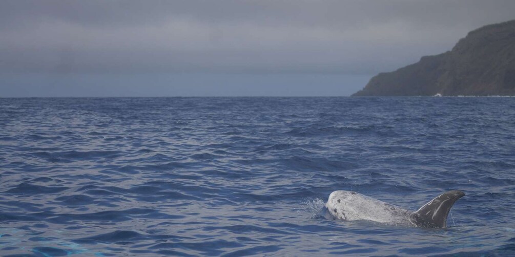 Picture 4 for Activity Pico Island: Whale Watching Experience from Lajes