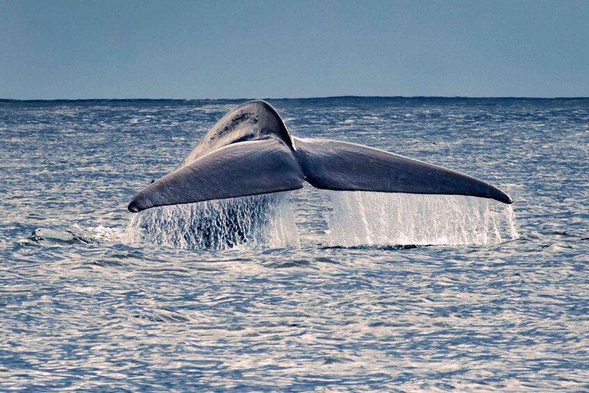 Pico Island: Whale Watching Experience from Lajes