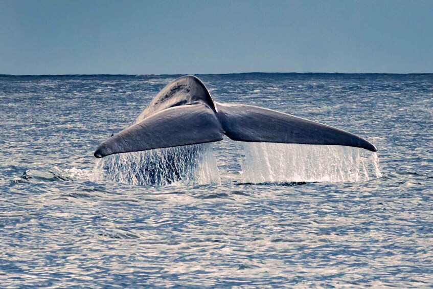 Pico Island: Whale Watching Boat Tour with Biologist Guides