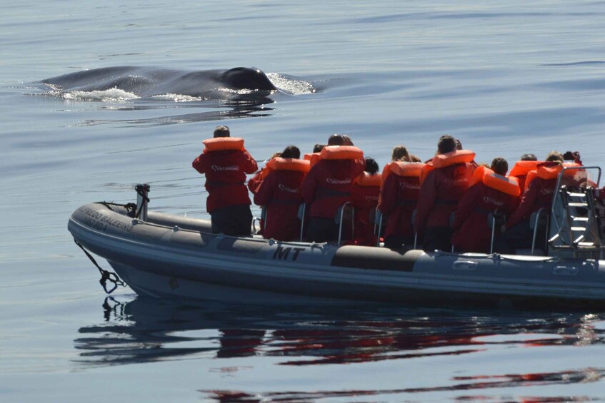 Picture 10 for Activity Pico Island: Whale Watching Boat Tour with Biologist Guides