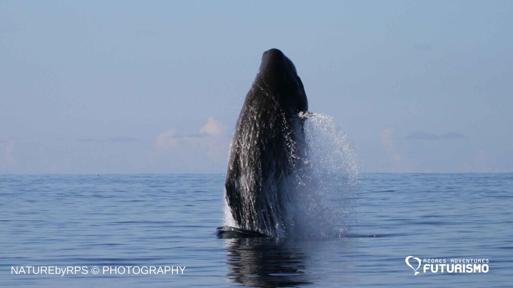 Picture 2 for Activity Pico Island: Whale Watching Experience from Lajes