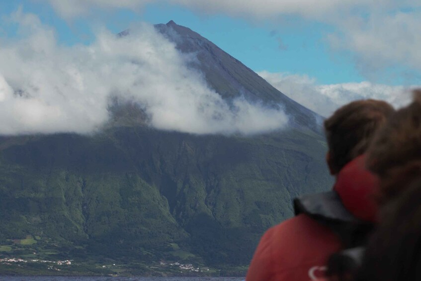 Picture 5 for Activity Pico Island: Whale Watching Boat Tour with Biologist Guides