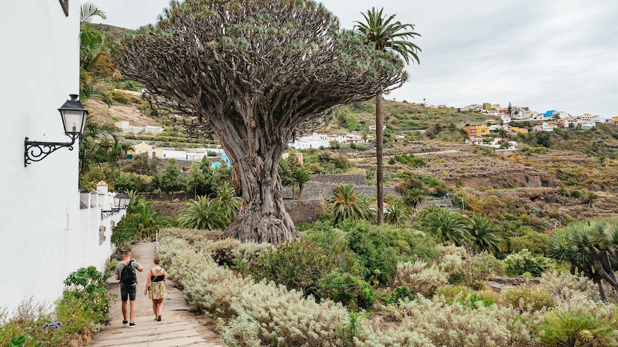 Icod de los Vinos: Dragon Tree & Botanical Garden Ticket