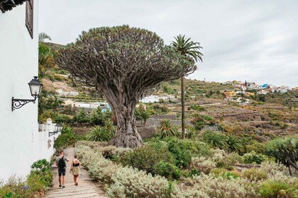 Icod de los Vinos: Billett til dragetreet og den botaniske hagen