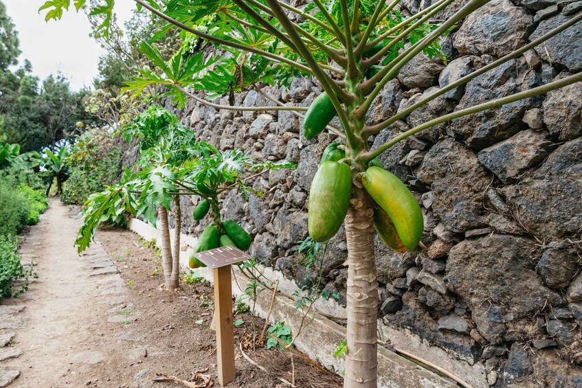 Picture 9 for Activity Icod de los Vinos: Dragon Tree & Botanical Garden Ticket