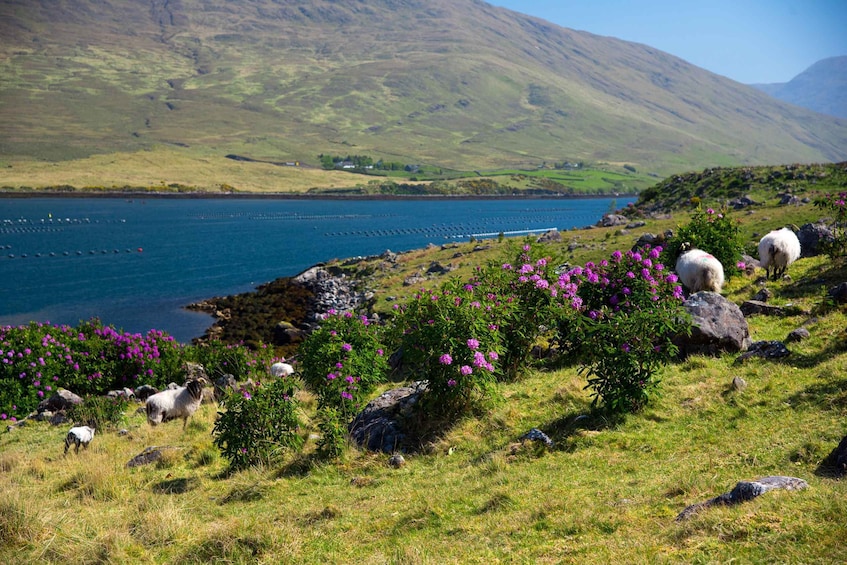 Picture 9 for Activity From Galway: Connemara National Park Full Day Tour