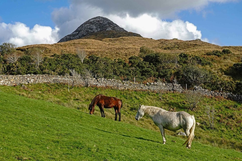 Picture 5 for Activity From Galway: Connemara National Park Full Day Tour