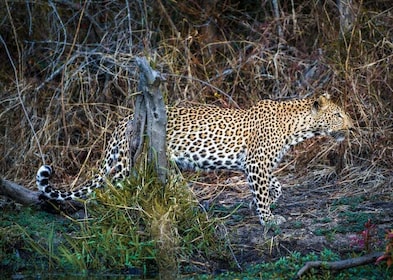 Sri Lanka Private Tour - Strand, Sinharaja, Yala, Udawalawe