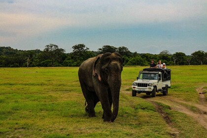 Sri Lankas Südküstenstrand, Sinharaja, Udawalawe-Safari