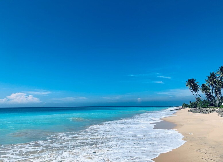 Picture 10 for Activity Sri Lanka south coast beach, Sinharaja, Udawalawe safari