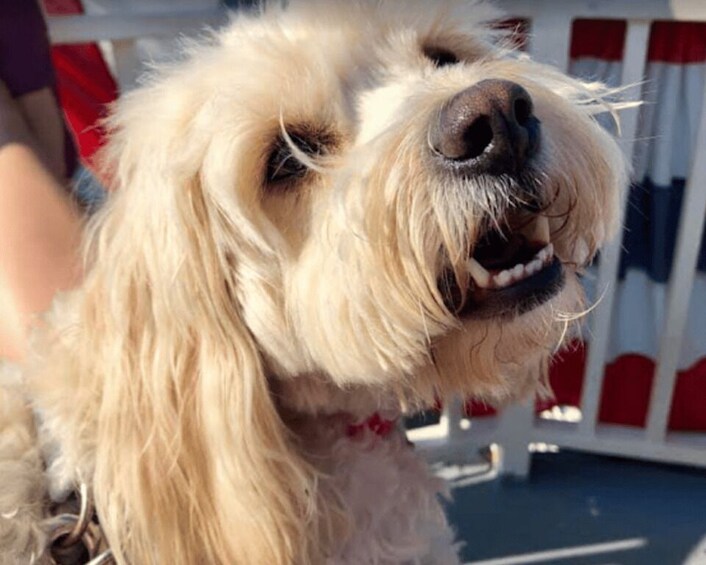 Picture 3 for Activity Boston: Scenic Harbor Cruise (Dog-Friendly)