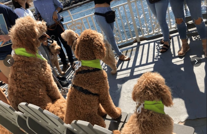 Picture 1 for Activity Boston: Scenic Harbor Cruise (Dog-Friendly)