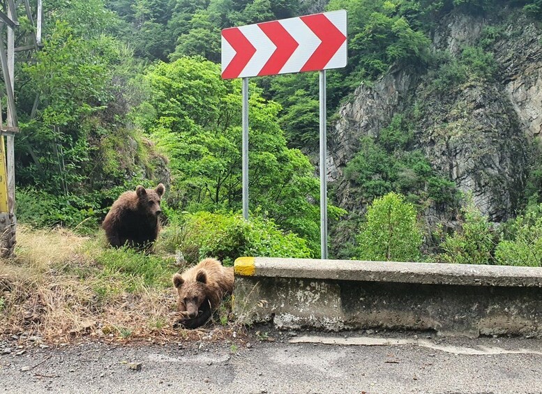 Picture 56 for Activity Transfagarasan Highway - Private Day Trip from Bucharest