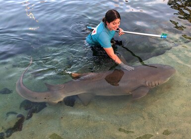 Pase de entrada a Irukandji y encuentro con tiburones de arrecife (12+)