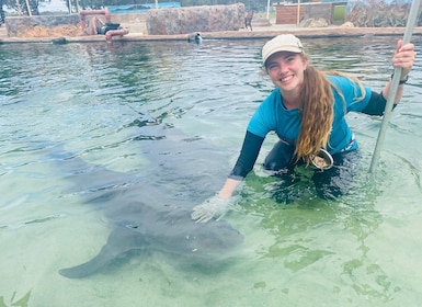 Laissez-passer pour Irukandji et rencontre avec un requin de récif (12+)