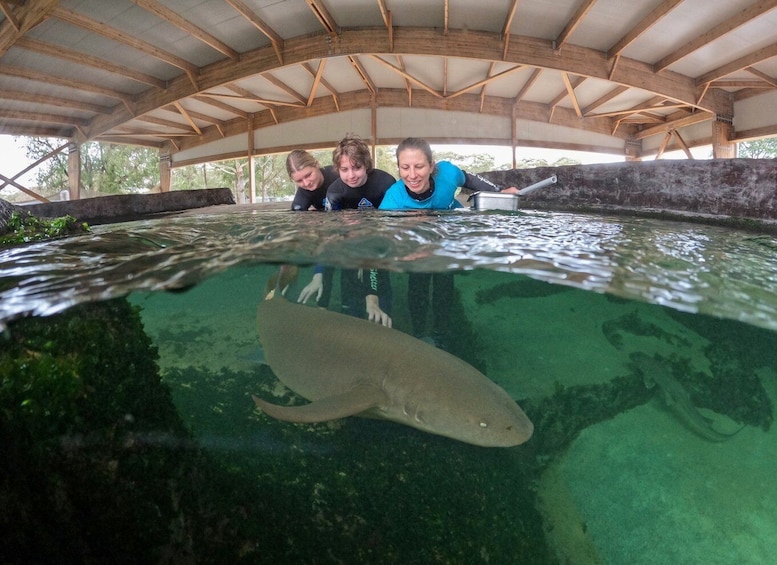 Picture 3 for Activity Anna Bay: Irukandji Entry Pass with Reef Shark Encounter