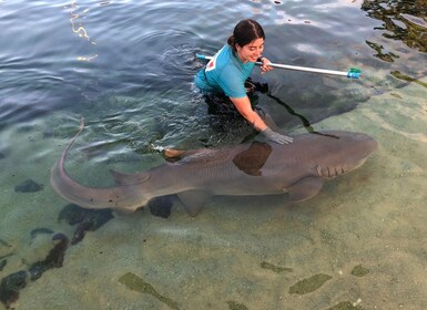 Pase de entrada a Irukandji y encuentro con tiburones de arrecife (12+)