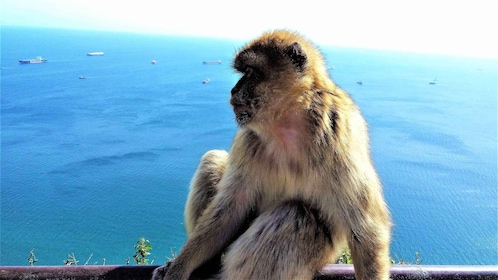 From Málaga or Marbella: Private Gibraltar Tour