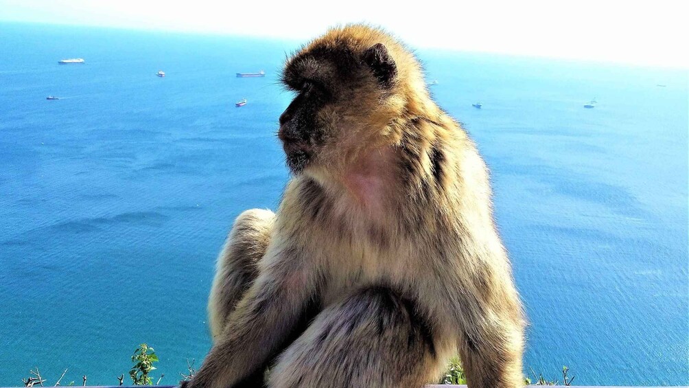 From Málaga or Marbella: Private Gibraltar Tour