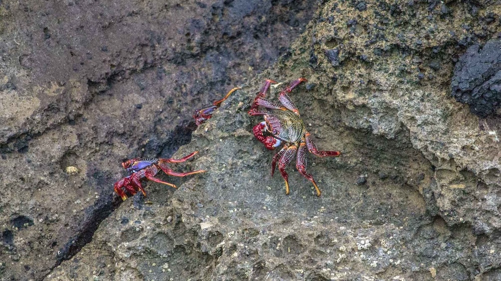 Picture 3 for Activity Vila Franca Islet: Off-coast Nature Reserve Tour