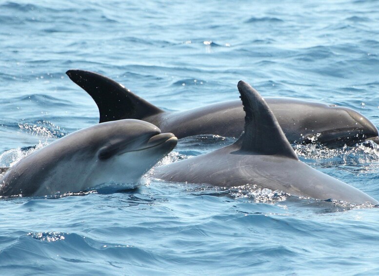 Picture 21 for Activity Tarifa: Whale & Dolphin Watching in the Strait of Gibraltar