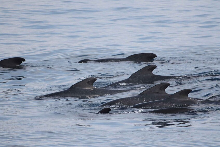 Picture 23 for Activity Tarifa: Whale & Dolphin Watching in the Strait of Gibraltar