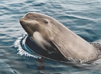 Tarifa: Val- och delfinskådning i Gibraltarsundet