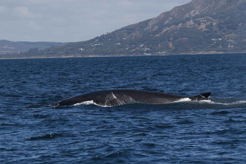 Picture 14 for Activity Tarifa: Whale & Dolphin Watching in the Strait of Gibraltar