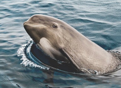 Tarifa: Whale & Dolphin Watching in the Strait of Gibraltar