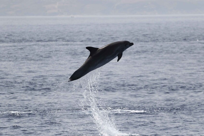 Picture 22 for Activity Tarifa: Whale & Dolphin Watching in the Strait of Gibraltar
