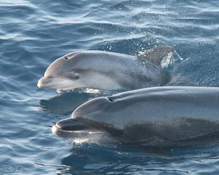 Picture 1 for Activity Tarifa: Whale & Dolphin Watching in the Strait of Gibraltar