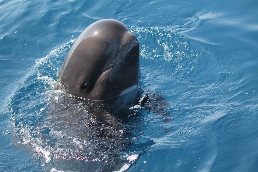 Picture 10 for Activity Tarifa: Dolphin & Whale Watching in the Strait of Gibraltar