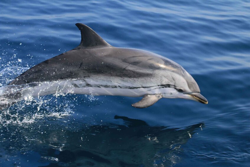 Picture 11 for Activity Tarifa: Dolphin & Whale Watching in the Strait of Gibraltar