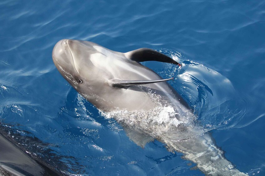 Picture 20 for Activity Tarifa: Whale & Dolphin Watching in the Strait of Gibraltar