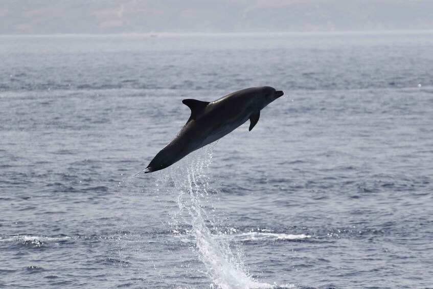 Picture 22 for Activity Tarifa: Whale & Dolphin Watching in the Strait of Gibraltar