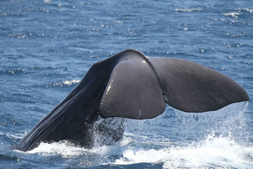 Picture 8 for Activity Tarifa: Whale & Dolphin Watching in the Strait of Gibraltar