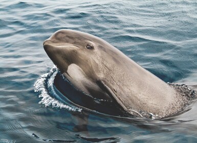 Tarifa: Whale & Dolphin Watching in the Strait of Gibraltar