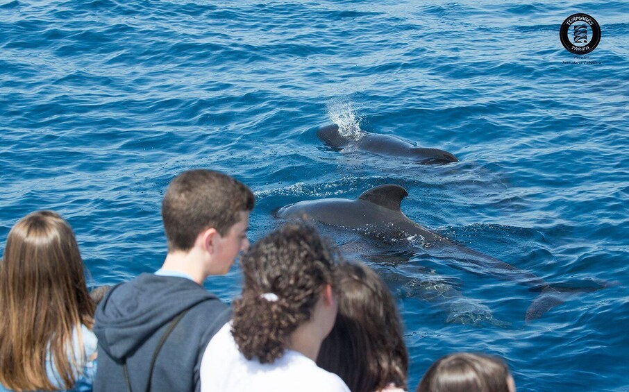 Picture 8 for Activity Tarifa: Dolphin & Whale Watching in the Strait of Gibraltar